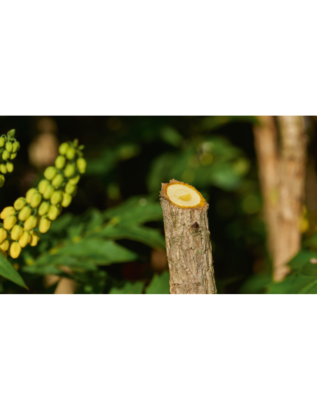 Tijeras para jardín a batería EasyPrune (Incluye batería y cargador, en caja de cartón)